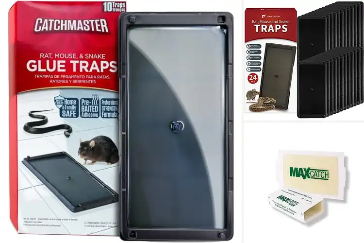 Detailed view of Best Adhesive Rodent Traps