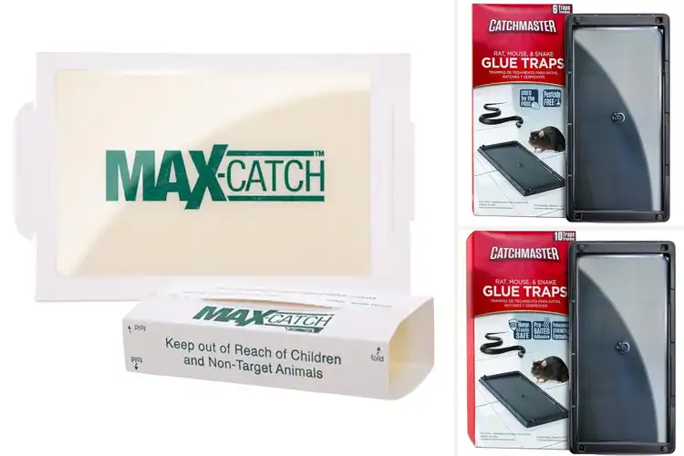 Detailed view of Best Adhesive Traps: Top 10 Pest-Free Home Solutions