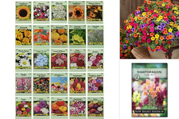 Detailed view of Best Annual Flower Seeds