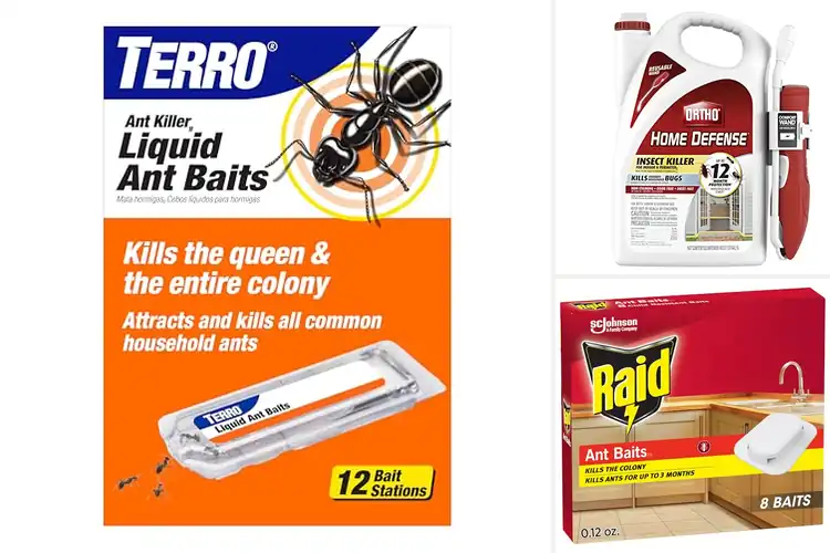 Detailed view of Best Ant Killers for Homes: Top 10 Pest-Free Solutions