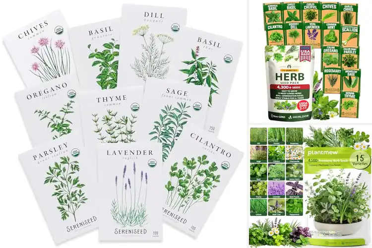 Detailed view of Best Aromatic Seeds