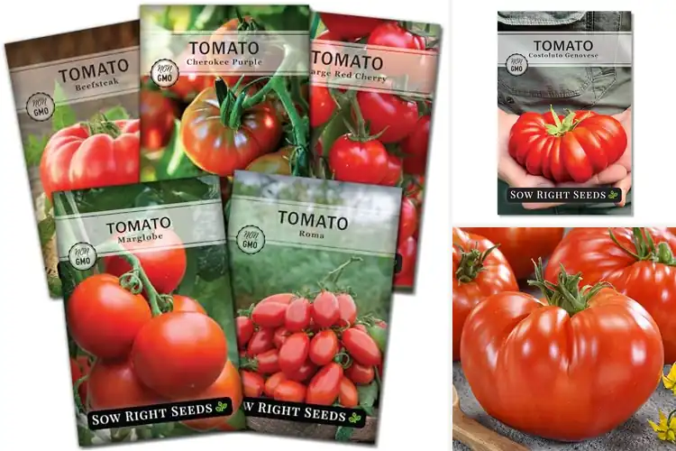 Detailed view of Best Beefsteak Varieties