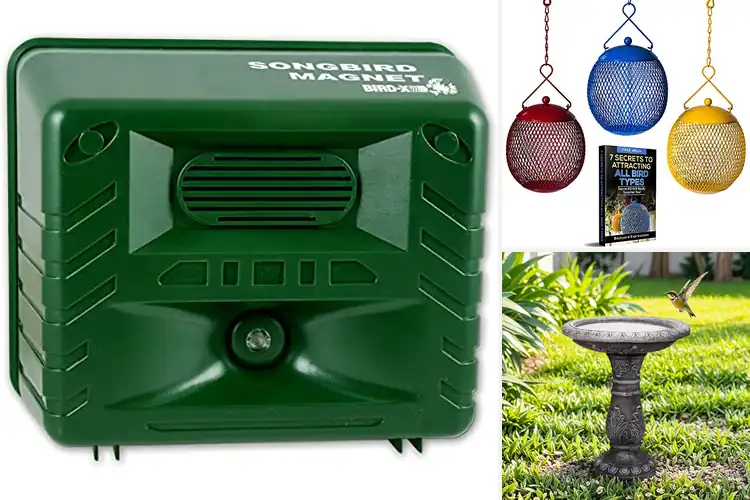 Detailed view of Best Bird Attraction: Simple Tips to Welcome Songbirds Home