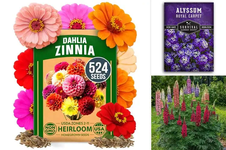 Detailed view of Best Border Plant Seeds