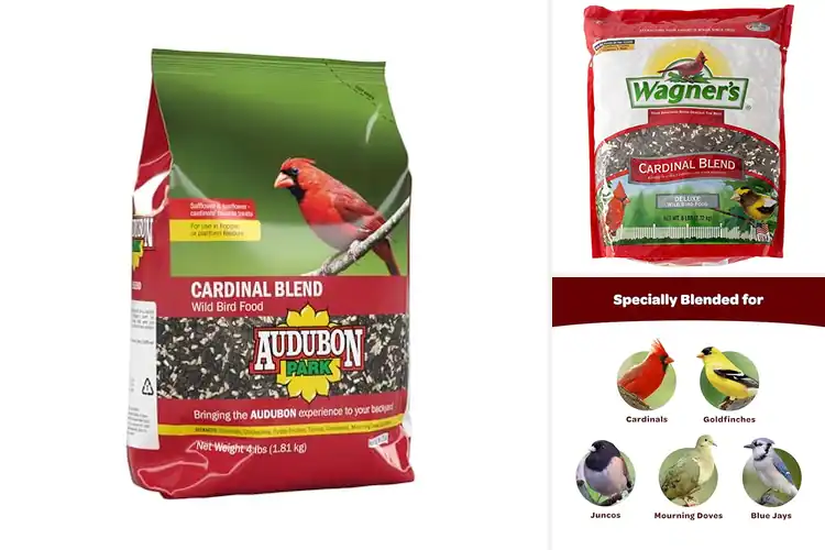 Detailed view of Best Cardinal Attracting Food