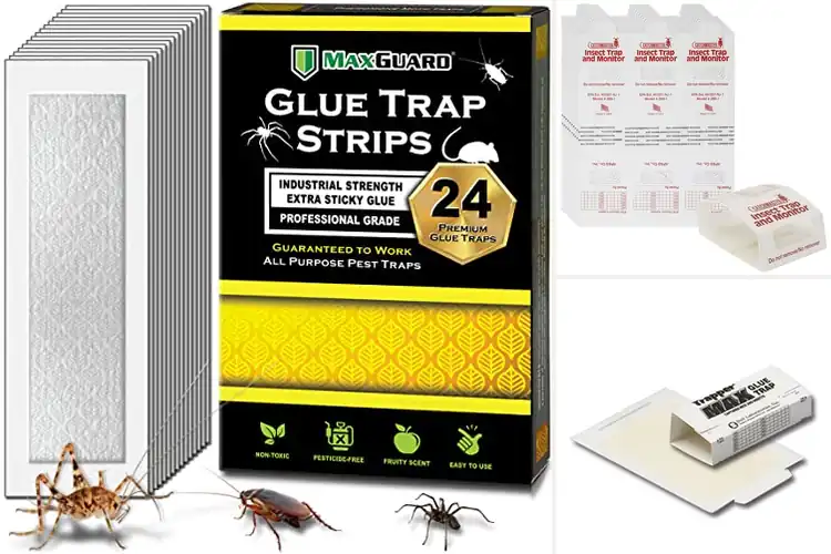 Detailed view of Best Chemical-Free Insect Traps