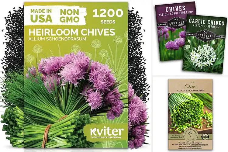 Detailed view of Best Chives Seeds for Fresh, Flavorful Home Harvests