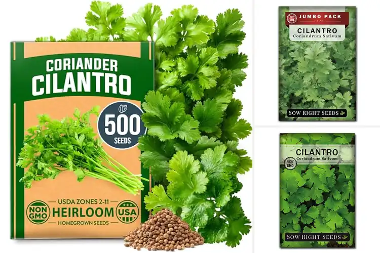 Detailed view of Best Cilantro Seeds