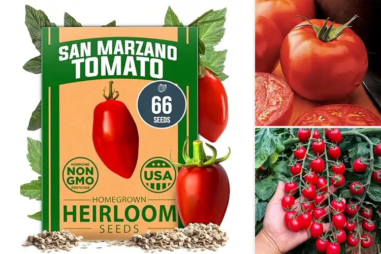 Detailed view of Best Climate-Adaptable Tomato Seeds