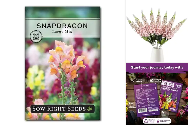 Detailed view of Best Colorful Snapdragon Flowers