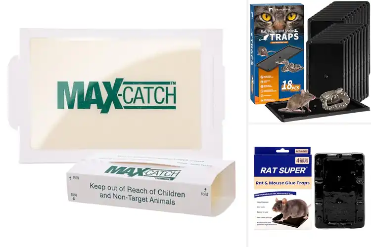 Detailed view of Best Corner And Pathway Glue Trap Placement