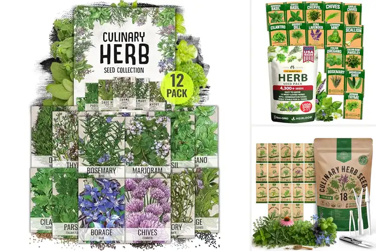 Detailed view of Best Culinary Herbs: Grow Flavorful Freshness at Home