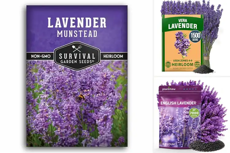 Detailed view of Best Culinary Lavender Seeds
