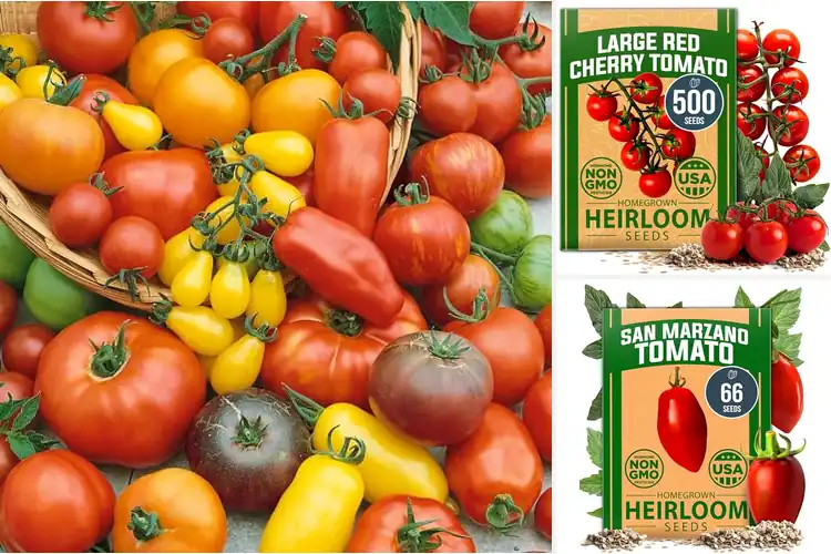 Detailed view of Best Culinary Tomato Seeds