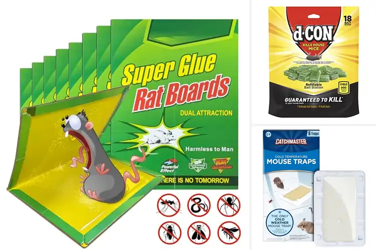 Detailed view of Best Damp Area Mouse Traps