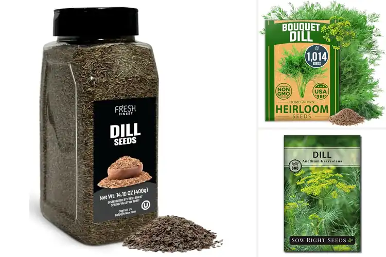 Detailed view of Best Dill Seeds