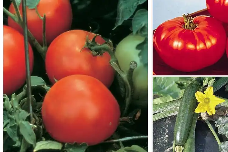 Detailed view of Best Disease-Resistant Seeds for a Thriving, Healthy Garden