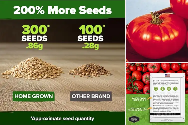 Detailed view of Best Disease-Resistant Tomato Seeds