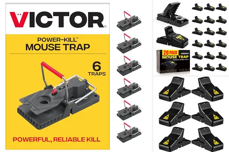 Detailed view of Best Easy Setup Indoor Trap