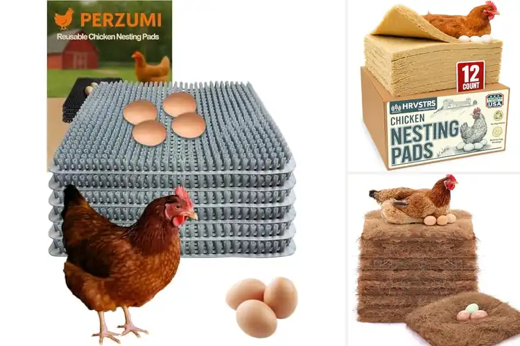 Detailed view of Best Egg Collection Pads