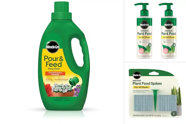 Detailed view of Best Fertilizer For Indoor Plants