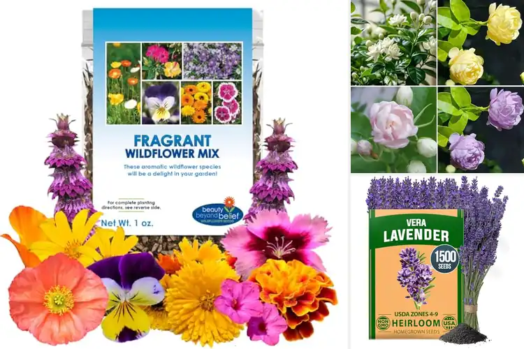 Detailed view of Best Fragrant Flower Seeds