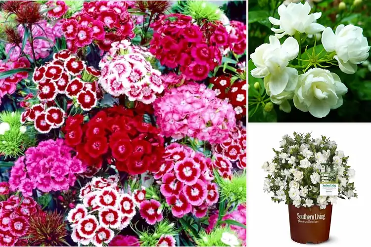 Detailed view of Best Fragrant Flowers