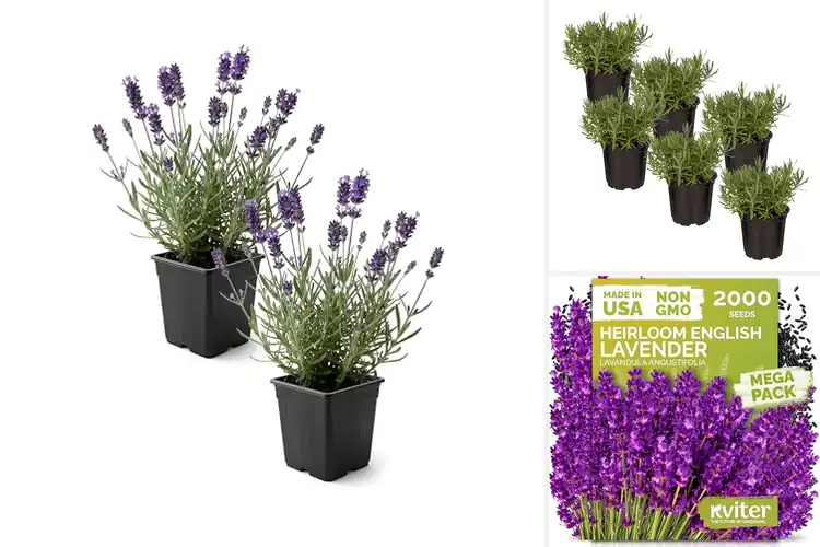 Detailed view of Best Fragrant Lavender Plants