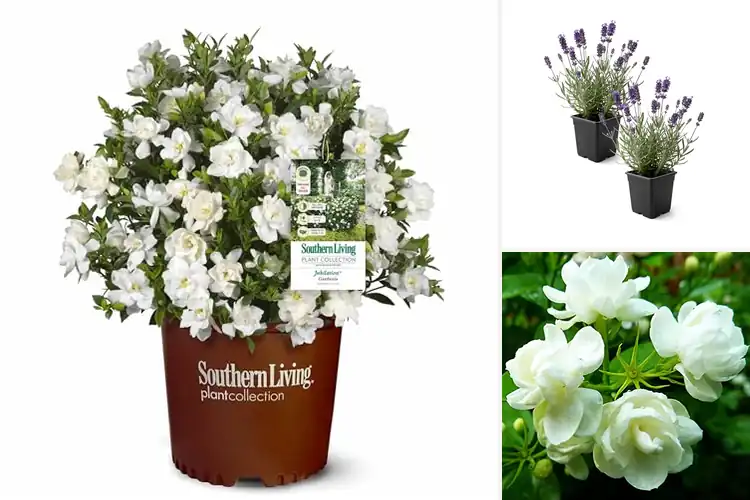 Detailed view of Best Fragrant Plants