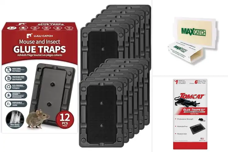 Detailed view of Best Glue Mouse Traps for Home: Top 10 Pest-Free Solutions