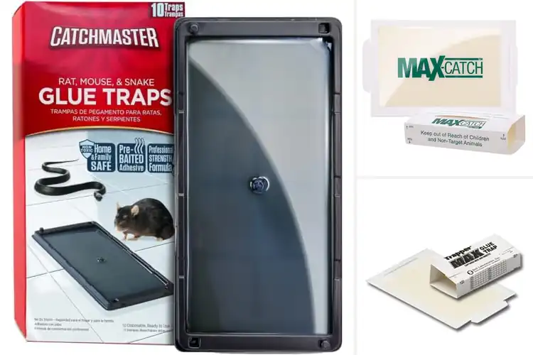 Detailed view of Best Glue Trap For Rodents