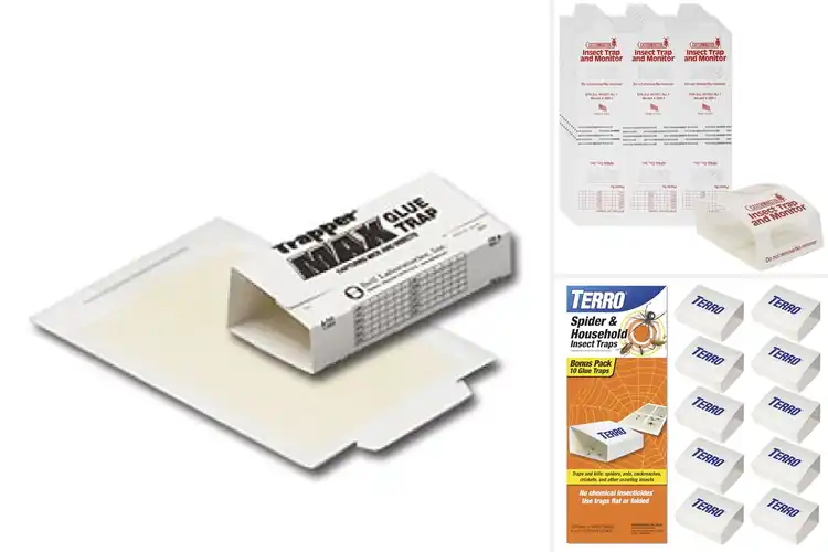 Detailed view of Best Glue Trap For Spiders