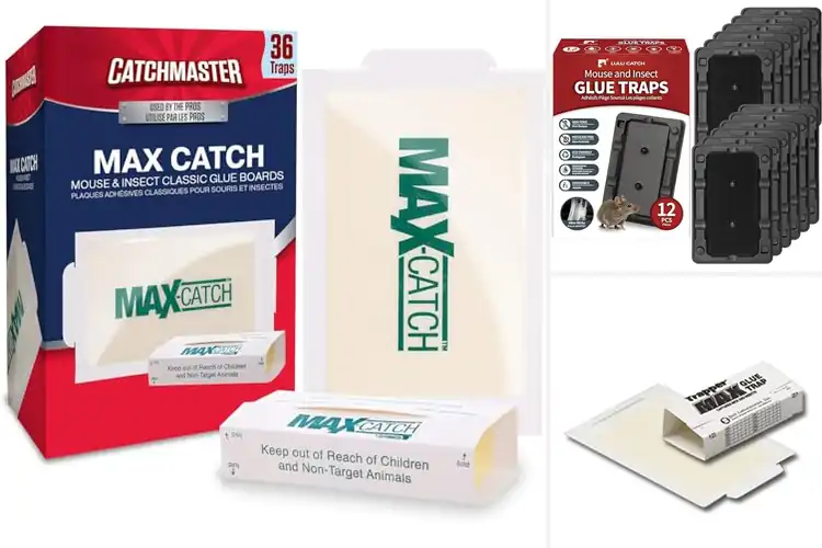 Detailed view of Best Glue Traps for Home: Top 10 Pest-Free Solutions