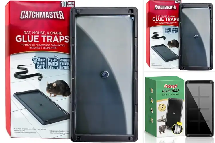 Detailed view of Best Glue Traps For Rats And Mice: Top 10 Pest Solutions