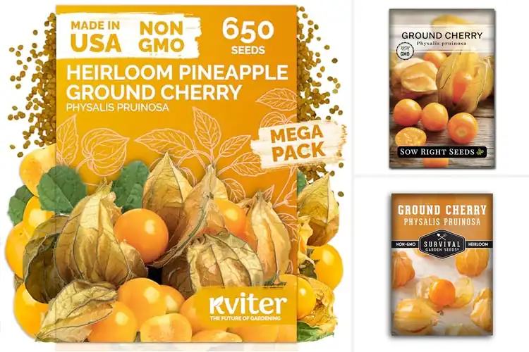Detailed view of Best Ground Cherry Seeds: Grow Sweet Tropical Fruits Easily