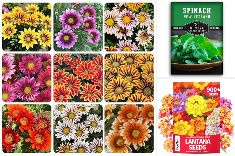 Detailed view of Best Heat-Tolerant Seeds for a Thriving Sunny Garden