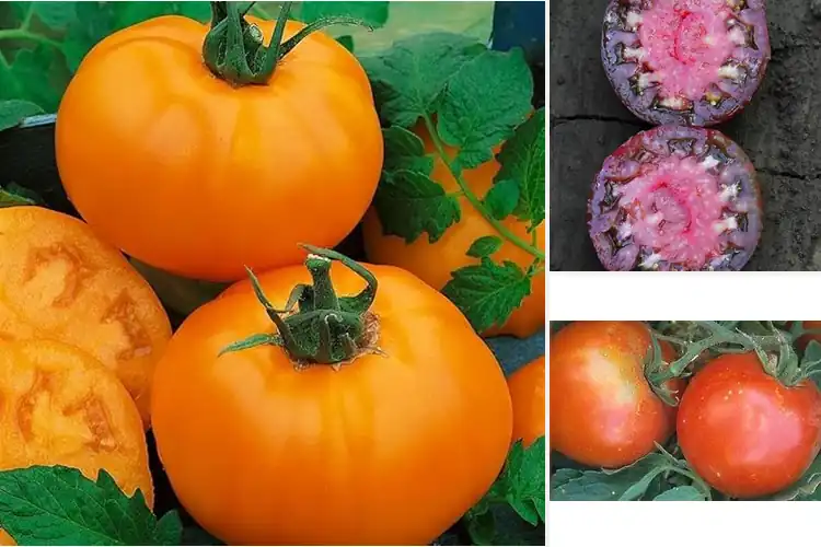 Detailed view of Best Heat-Tolerant Tomatoes