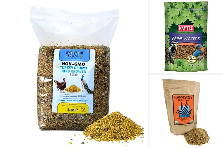 Detailed view of Best High-Protein Bird Foods