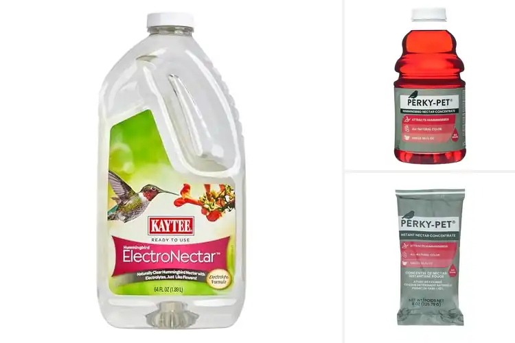 Detailed view of Best Hummingbird Feeder Foods