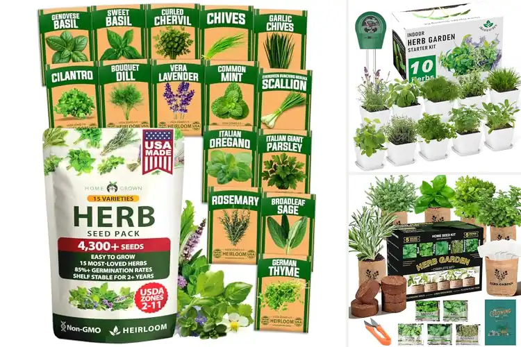 Detailed view of Best Indoor Herbs: Freshness & Calm at Your Fingertips