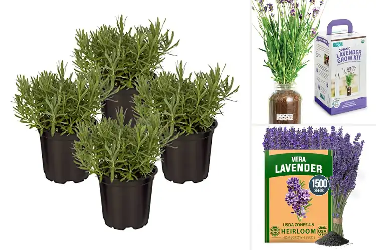 Detailed view of Best Indoor Lavender Plants: Your Guide to Calm & Freshness