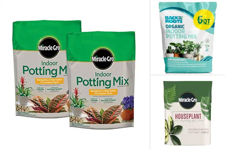 Detailed view of Best Indoor Plant Potting Mixes: Thrive