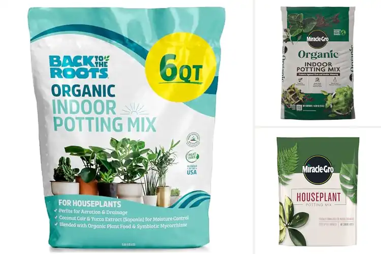 Detailed view of Best Indoor Plant Soil Medium