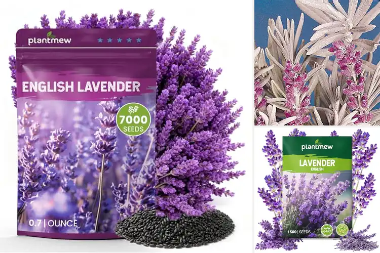Detailed view of Best Lavender Seeds For Essential Oils