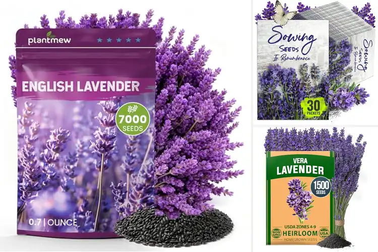 Detailed view of Best Lavender Seeds For Gifts: Calming Picks They’ll Love
