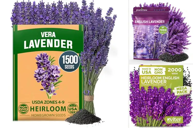 Detailed view of Best Lavender Seeds For Indoor Serenity & Easy Growth