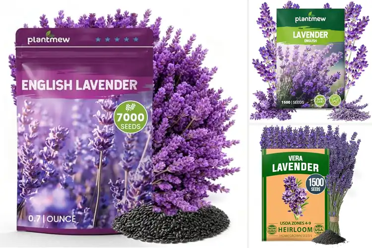 Detailed view of Best Lavender Seeds For Indoors: 10 Calming Picks To Thrive