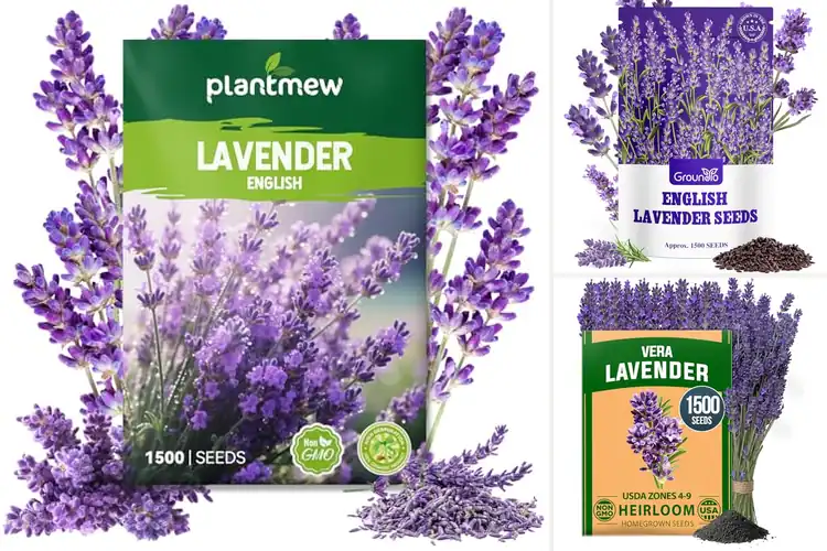 Detailed view of Best Lavender Seeds For Oil