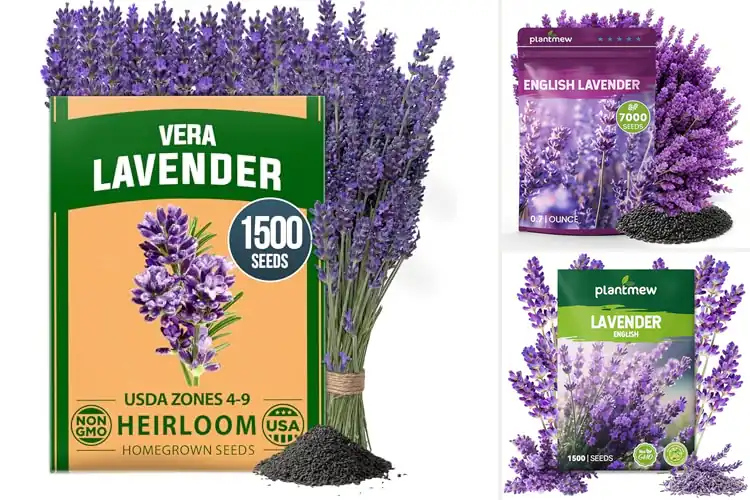 Detailed view of Best Lavender Seeds For Tea: Grow Your Calm Garden