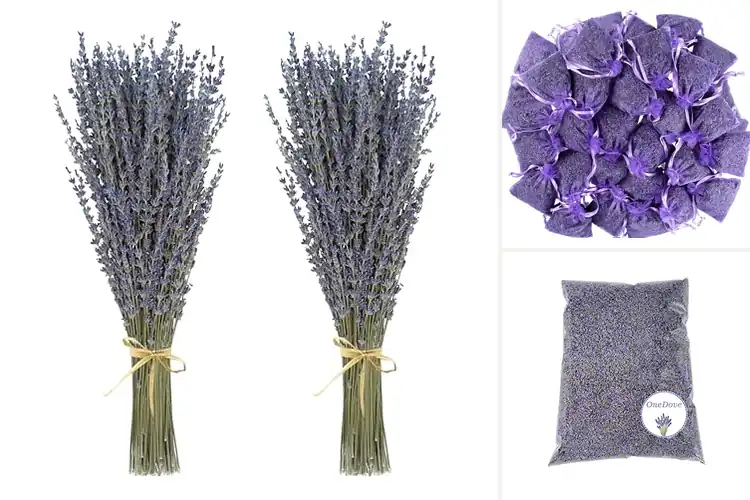 Detailed view of Best Lavenders for Calm, Comfort, and Pure Relaxation